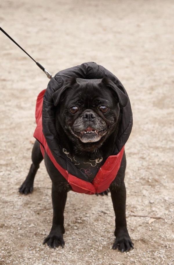 /images/uploads/pug nation rescue of los angeles/pugnation2020/entries/10987thumb.jpg